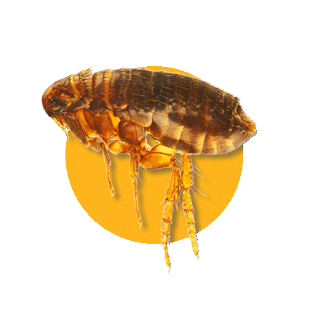 Pulci
