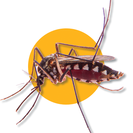 Zanzare