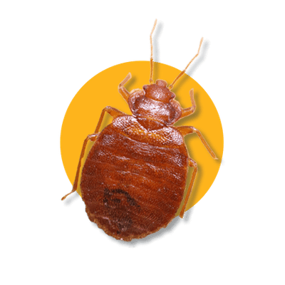 Cimici dei letti