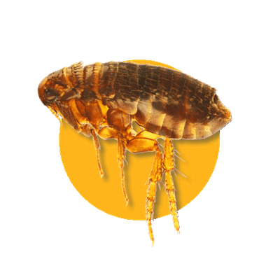 Pulci
