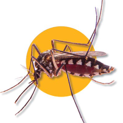 Zanzare