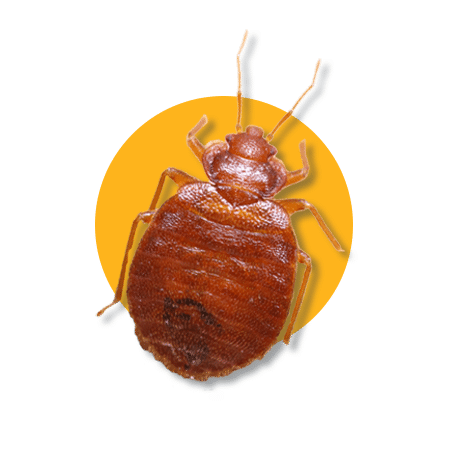 Cimici dei letti