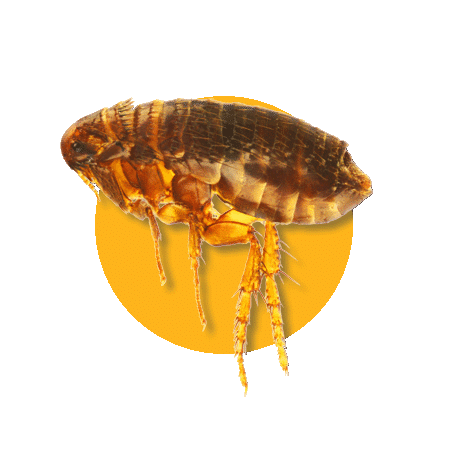 Pulci