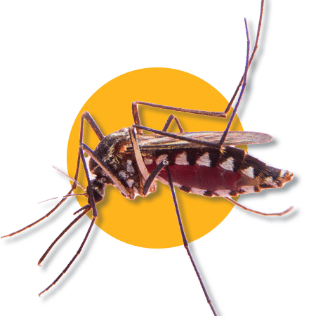 Zanzare