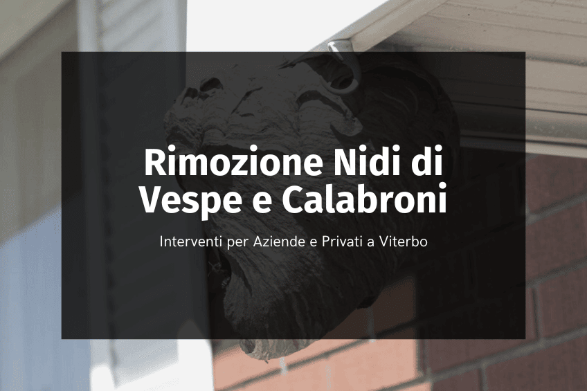 Rimozione Nidi di Vespe e Calabroni Viterbo